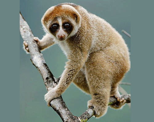 00-37-30-slowloris_2abd9.gif