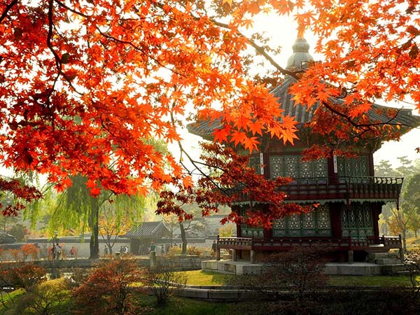 01.dao-nami[1].jpg