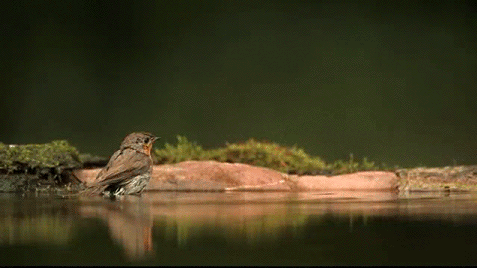 04465a68[1].gif
