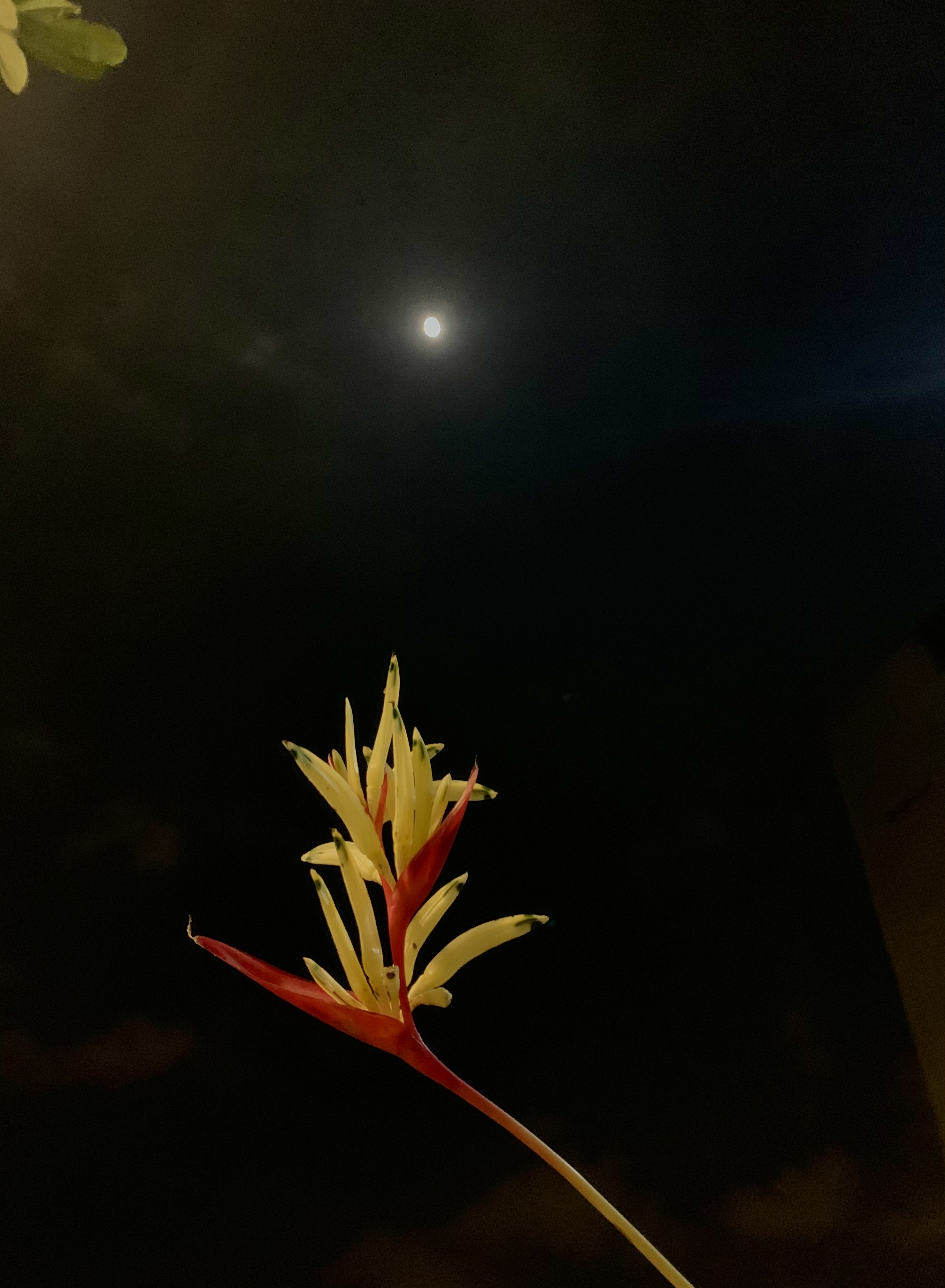 0C42342B-05E2-43C8-9FDC-DD5CF5CB7E94.jpeg