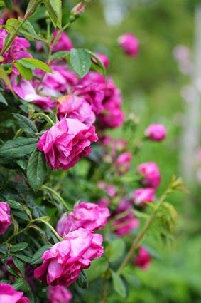 0d9a0d30659169ee7754b86ed4506f62[1].jpg