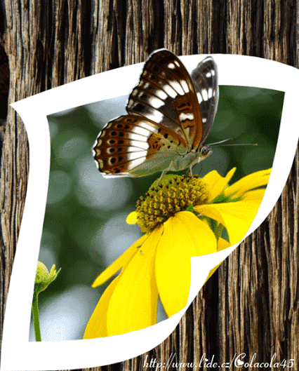 0ff77b080f3a9ea09f802c20803d993d.gif