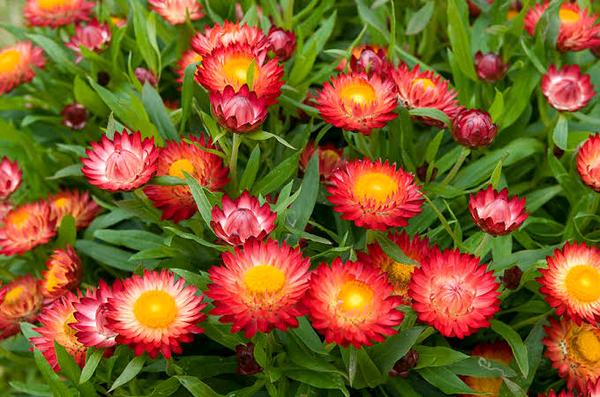 10%20Biji%20Benih%20Strawflower[1].jpeg