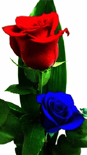 10b4f99affc4e83917f19e9d93e014b0.gif