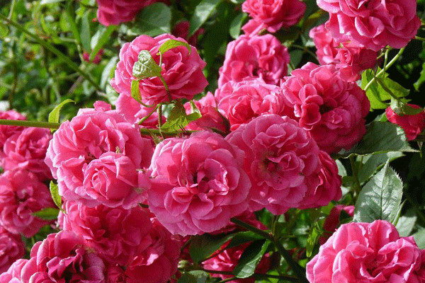 10Bulgarianrose[1].gif