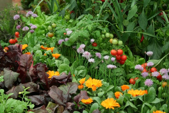 12-vegetables-and-flowers-rhs-chelsea[1].jpg