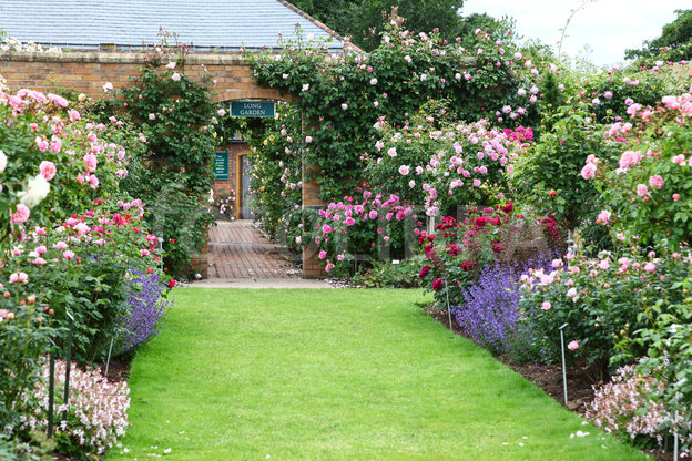 1201377-david-austin-rose-garden-albrighton[1].jpeg