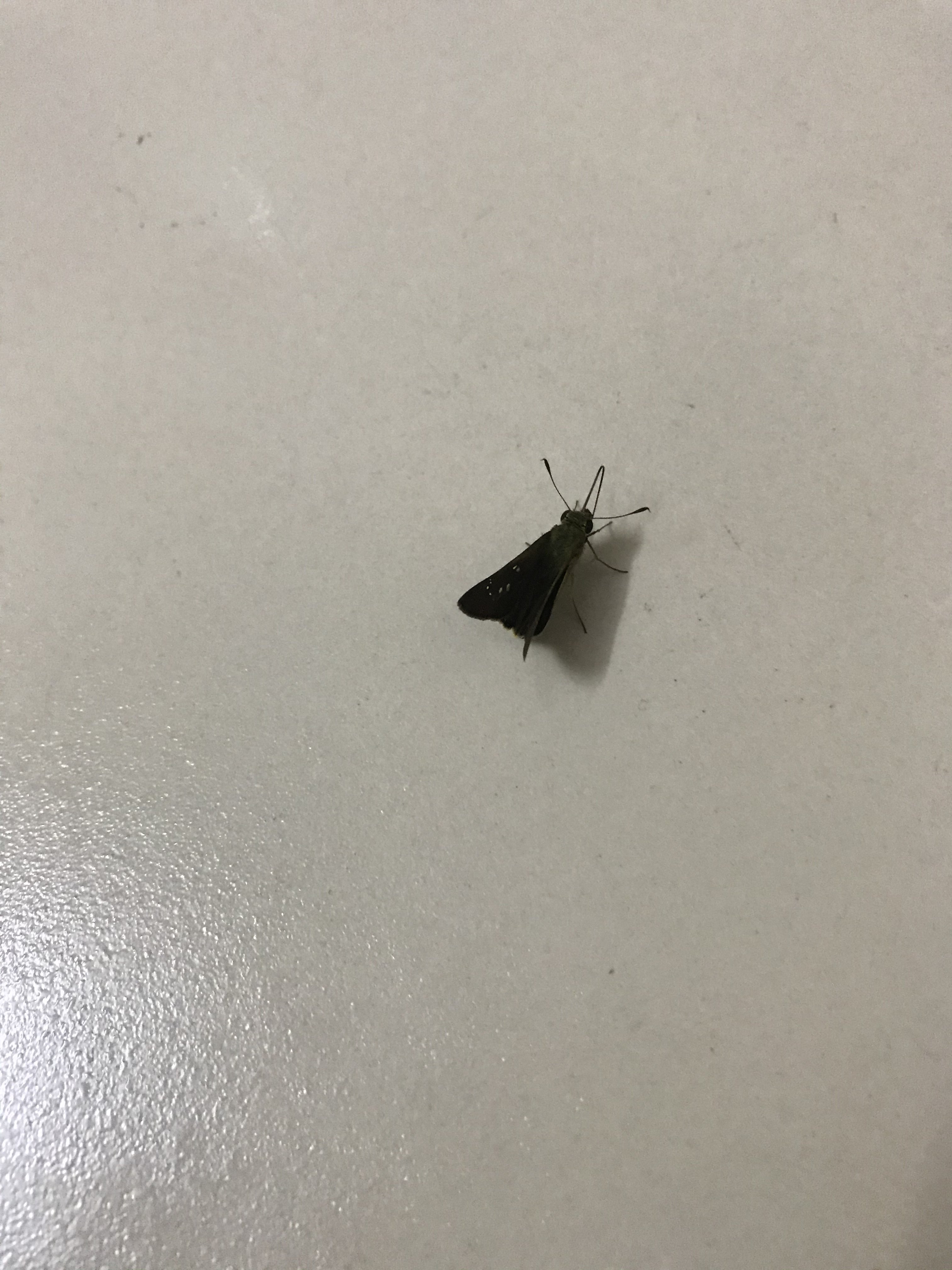 129044AB-993C-47BF-8AA3-5ACA191CF361.jpeg