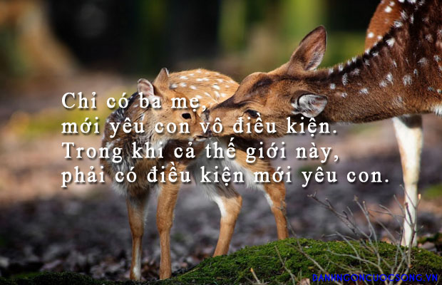 1465887313[1].jpg