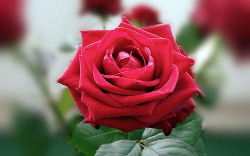 14885874213_1a23095bfc_red-rose[1].jpg