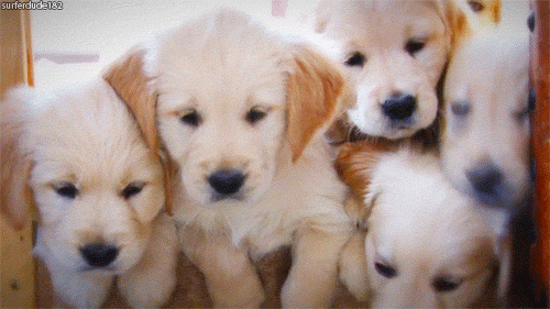 177819-A-Bunch-Of-Cute-Puppies.gif