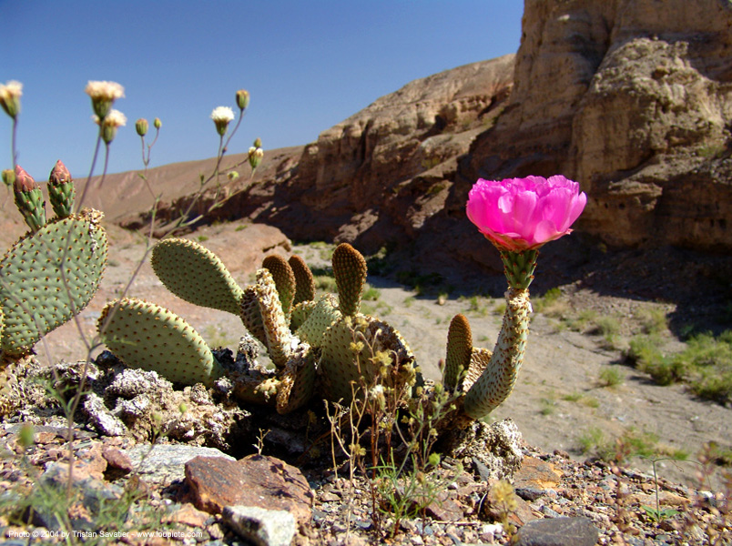 18433032-prickly-pear-flower-opuntia-basilaris-desert-cactus.jpg