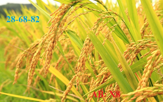 1a9van-mau-lop-5-ta-canh-dong-lua-que-em-hay-nhat.jpg