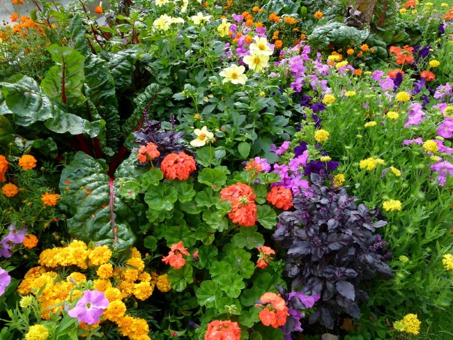 2-aranjament-floral-de-gradina-din-flori-anuale-si-perene[1].jpg