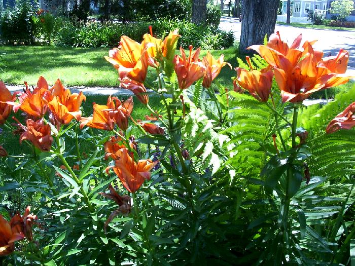 20030630-garden-front-2-tigerlilies-2[1].jpg