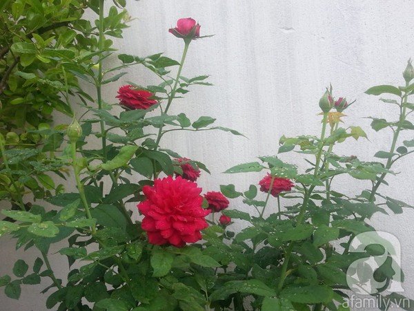 20141210081921-vuon-hong-jpg3[1].jpg