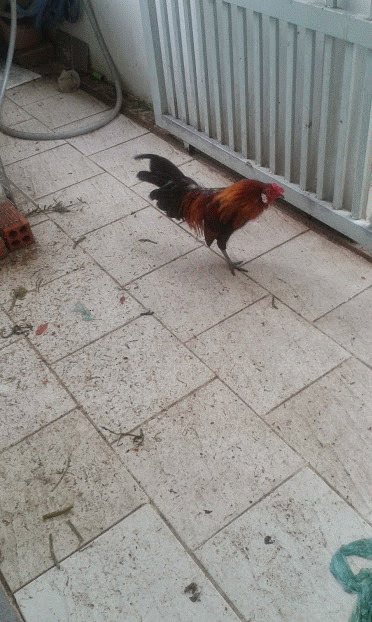 20141215_151905-ANIMATION.gif