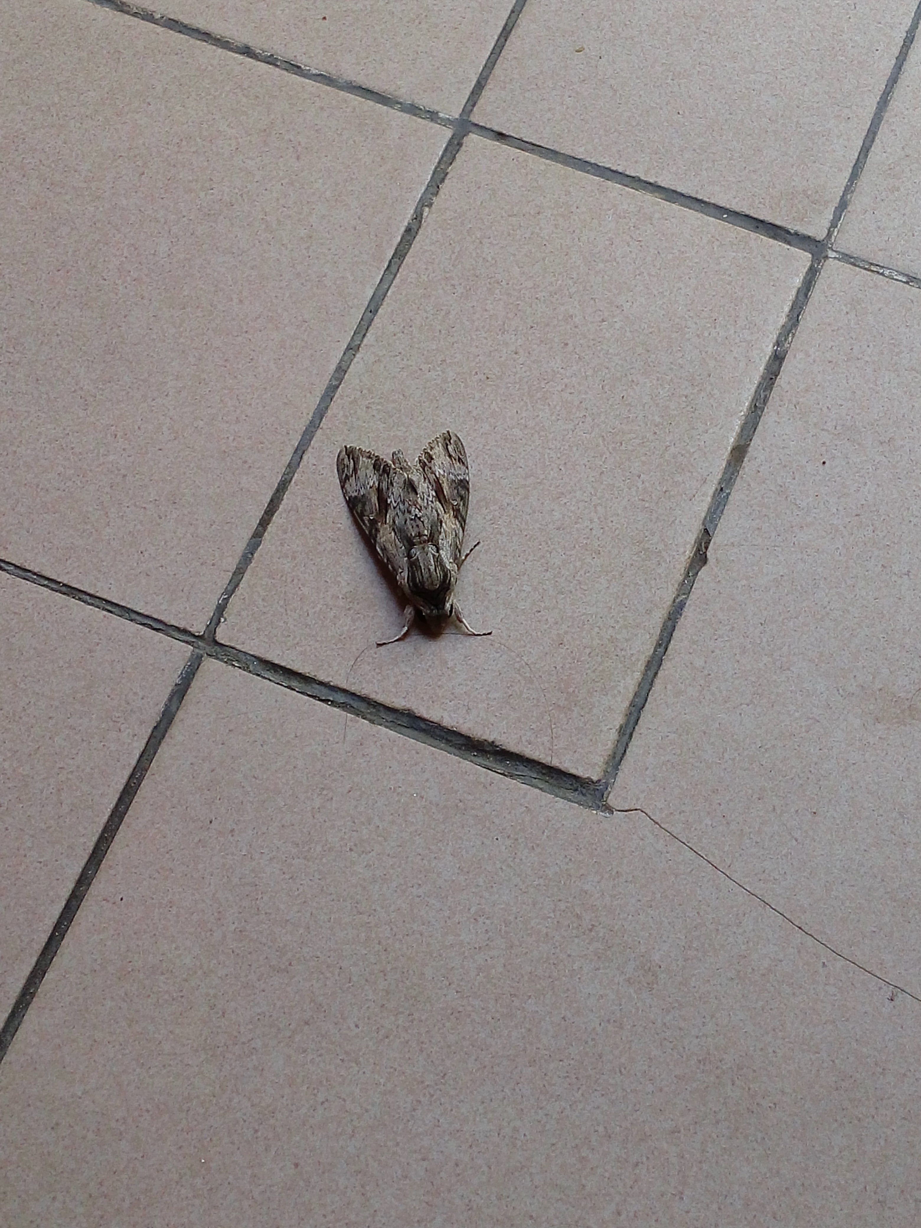 20160909_082157.jpg