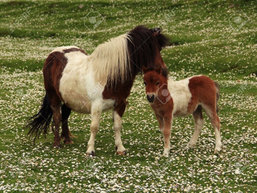 20369412-Tan-and-White-Shetland-Pony-Foal-With-Mother-In-A-Field-Of-Daisies-Stock-Photo.jpg