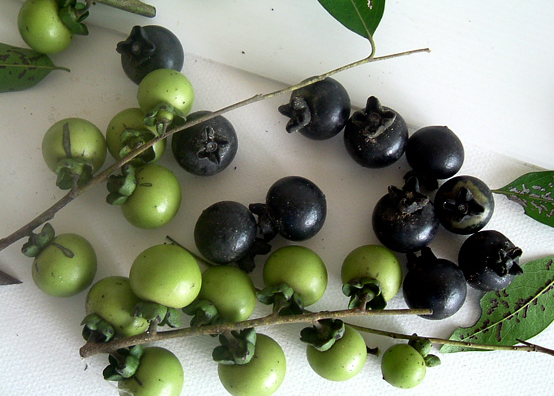 22-02-13-Mặc-nưa-1.png