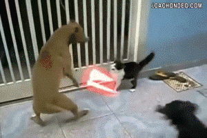 24514542496_847cc9d99c_o-1.gif