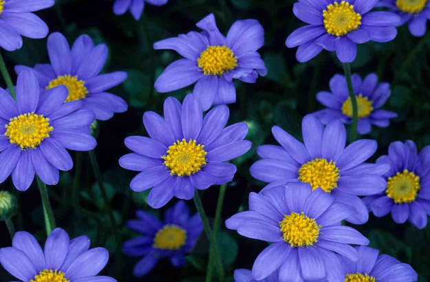 25-Types-of-Flowers-to-Plant-for-Summer-Aster[1].jpg