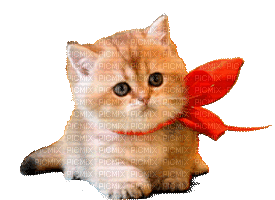 254641_4e097.gif