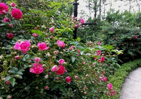 3-8-15Roses-along-the-entrance-road[1].jpg