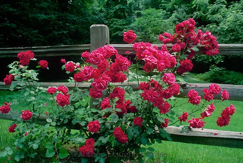 3-rose-living-fence[1].jpg