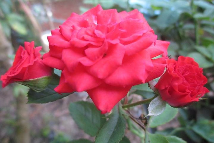 3227323663_1786012359_574_574[1].jpg