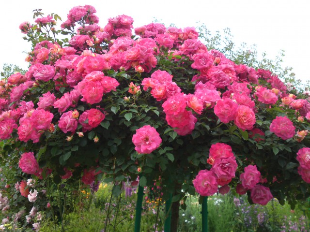 3381-rose-flower-tree-300pkn8me68ro8tuyenrbe[1].jpg