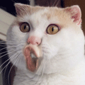 3b3c0304e76547c1_l.gif