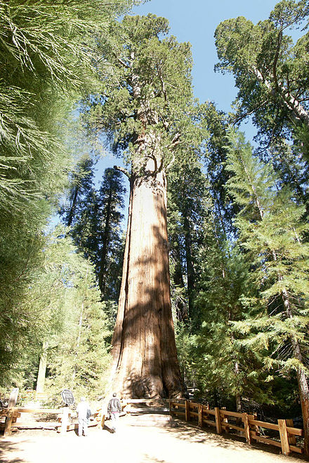440px-General_Sherman_Tree[1].jpg