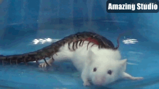 492.3.gif