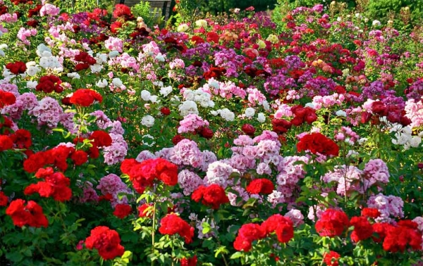 609489141__garden-of-springs[1].jpg