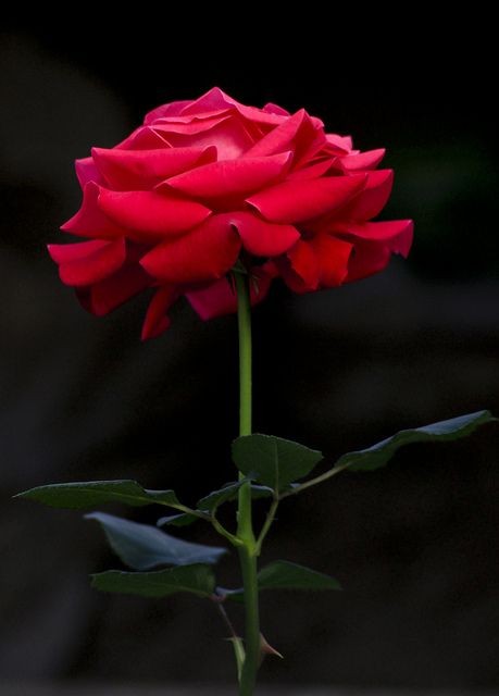 638ae68ee40ded6b955d2724b61270f3.jpg