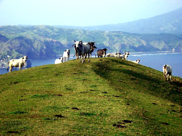 640px-Goats_in_Batanes[1].png