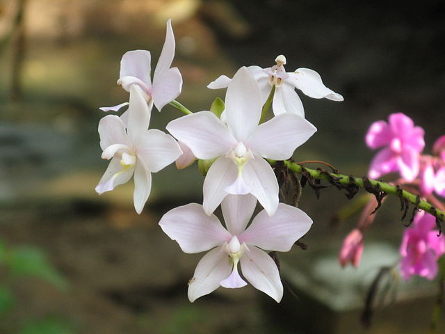 640px-White_Orchid_Flowers[1].jpg