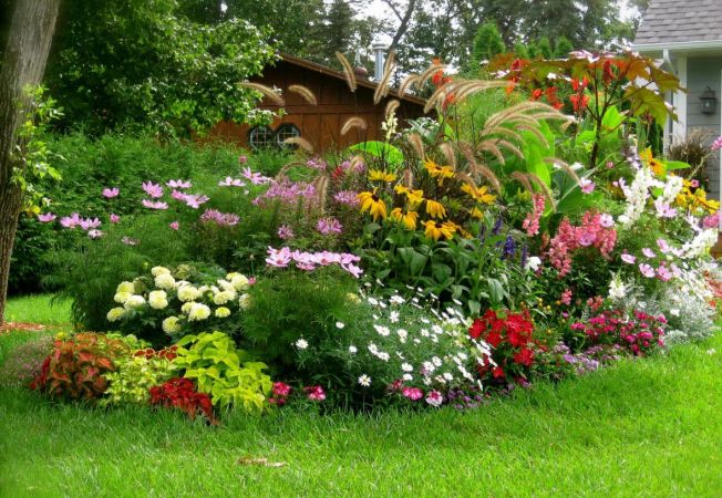 652x450_064806-plante-anuale[1].jpg