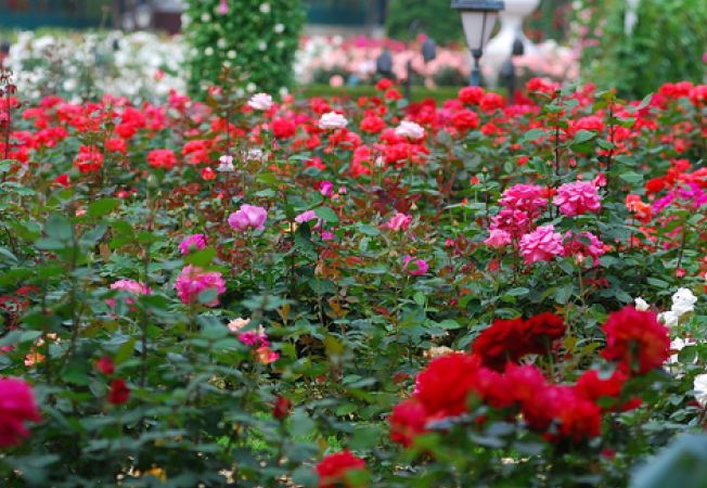 652x450_080378-cum-sa-ai-cea-mai-frumoasa-gradina-de-trandafiri[1].jpg