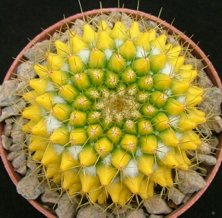 68fcb547968ff303ec28eae78c8b3dc8.jpg