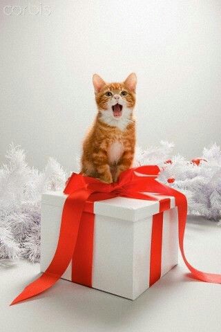 700b6c6fae91ce29a83d3816700bf88c.jpg