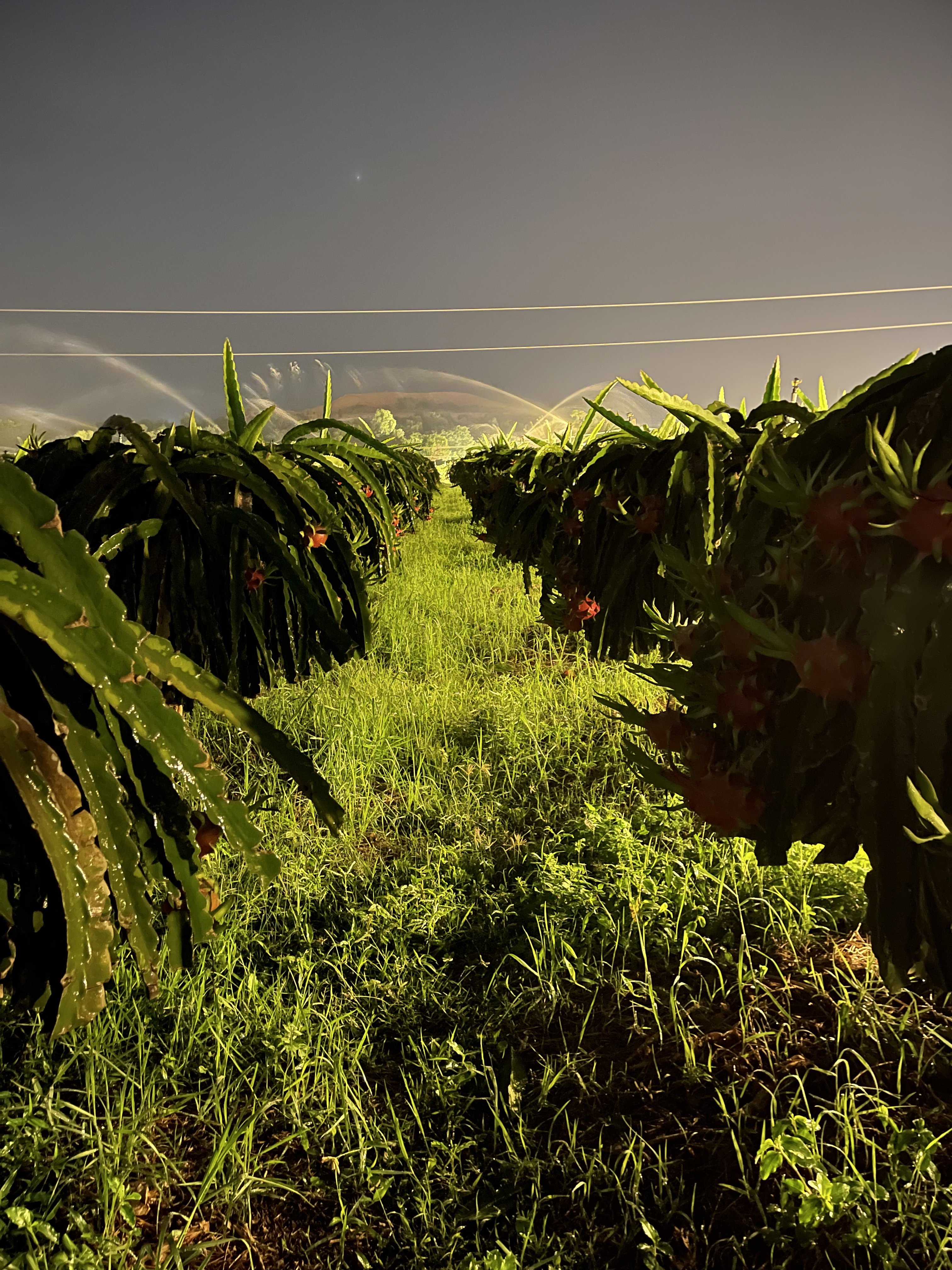 7217E4ED-C85A-48DE-89C4-406A9B39F7AD.jpeg