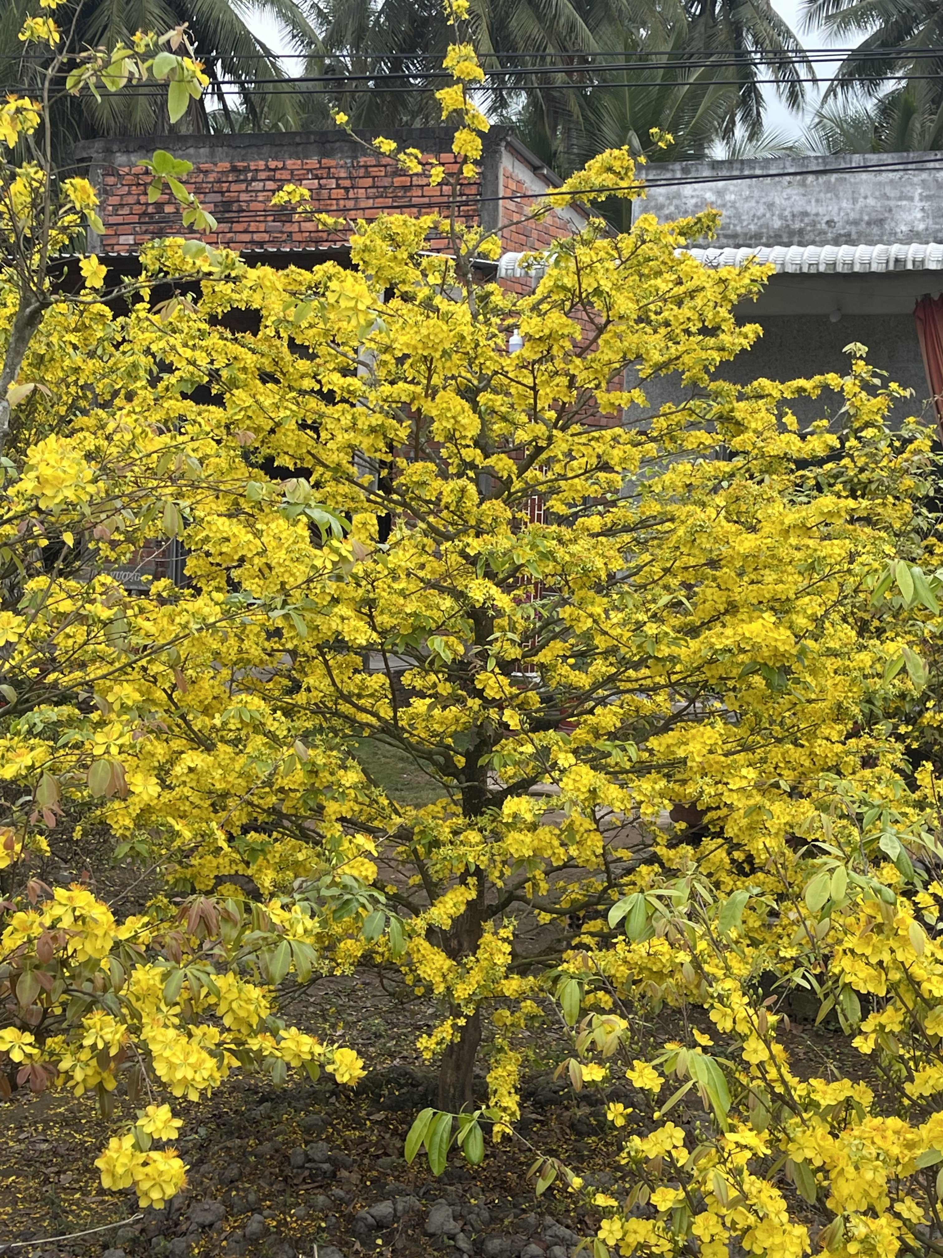 740FD069-F0A5-4B24-9245-BA3D078E9821.jpeg