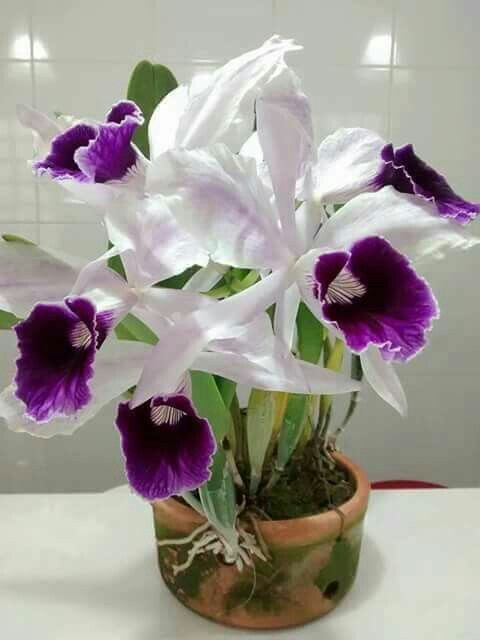 75c68bba5eae5aa6c801db19145978cc.jpg