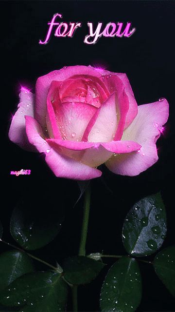 7f19009f7126a78a8cdbefaaff830d65--pink-roses-scrap.jpg