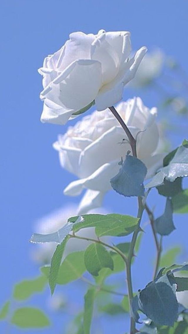 80f63dbef083953f895b550c2f76f14d.jpg
