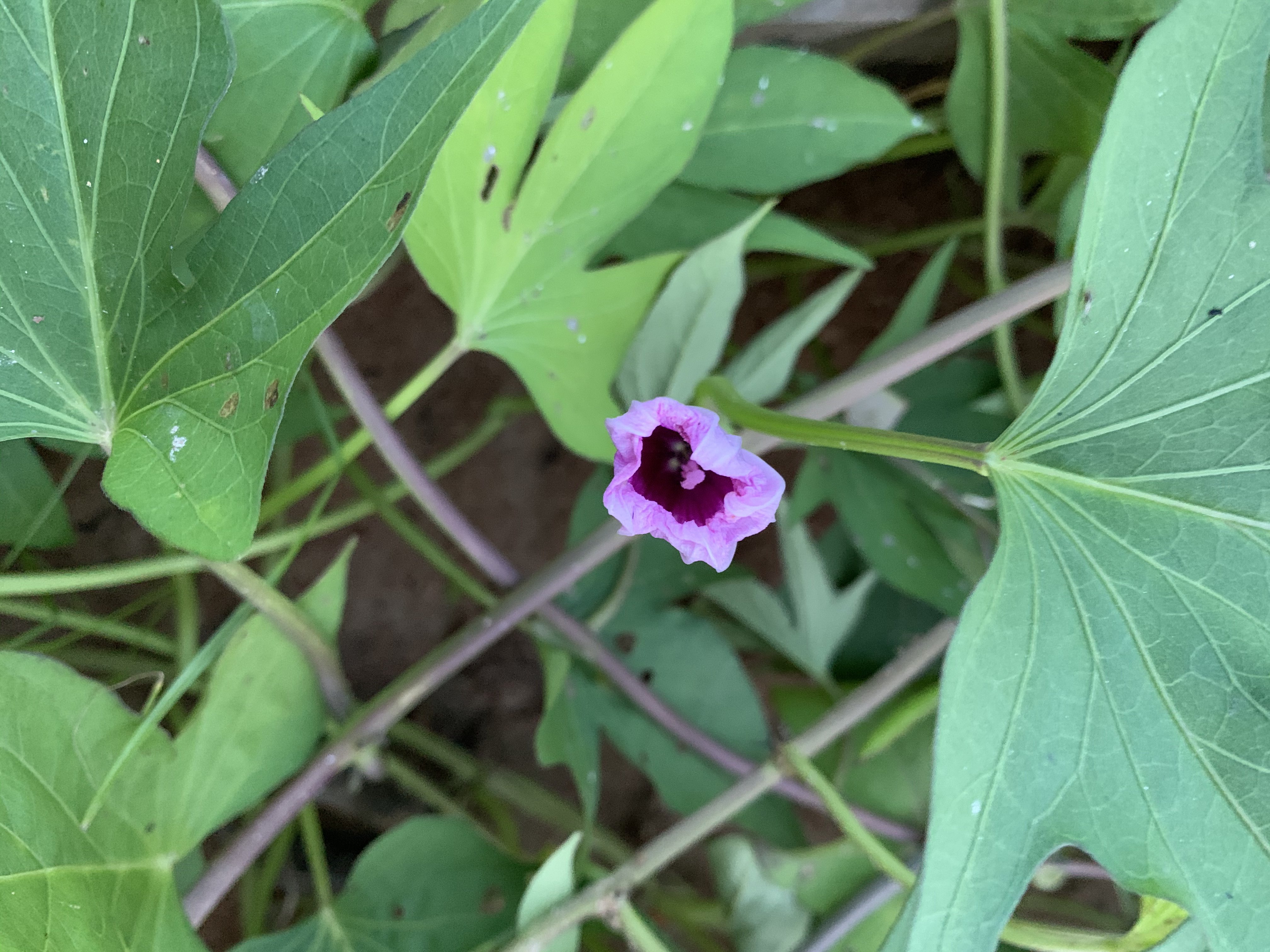 830480BD-7101-405D-BE82-7B94DC281076.jpeg