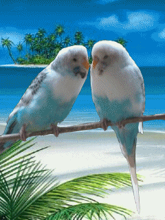84e91da75f97ea9b8a4a5210bca2ed99.gif