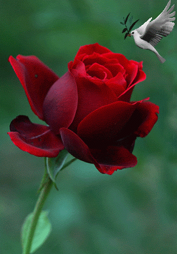 8afb67f20117b87fdde5fe1baad10154.gif
